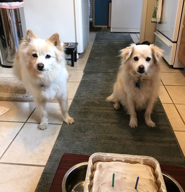 /Images/uploads/Friends of Seal Beach Animal Care Center/2022sbacc/entries/20962thumb.jpg